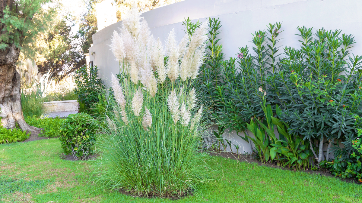 Crea tu propio jardín mediterráneo