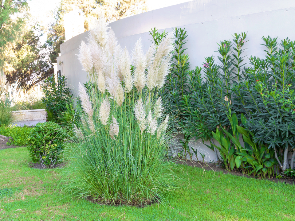 Crea tu propio jardín mediterráneo