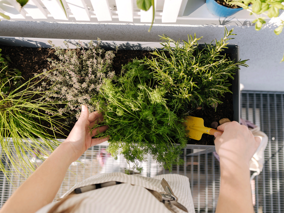 Plantas antimosquitos para tu jardín o terraza